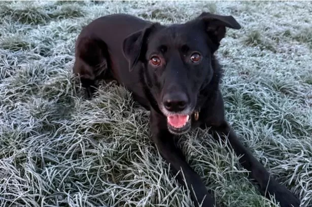 Rescue dog finds new home after 600 days in care