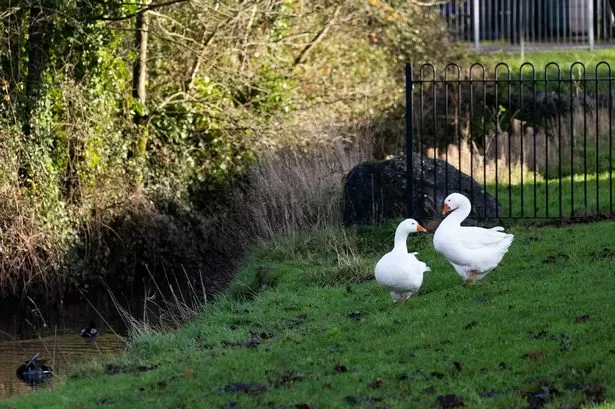 Disappearance of park geese sparks fears they're being taken for Christmas dinner