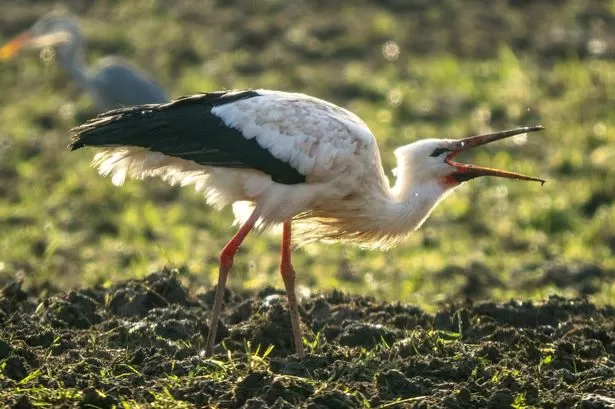 Animal that vanished from Britain 600 years ago spotted in Wales