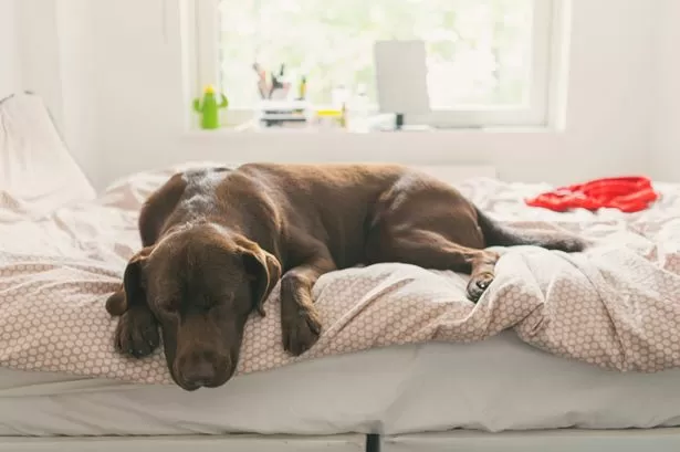 Dog trainer settles debate on whether pets should be allowed on furniture