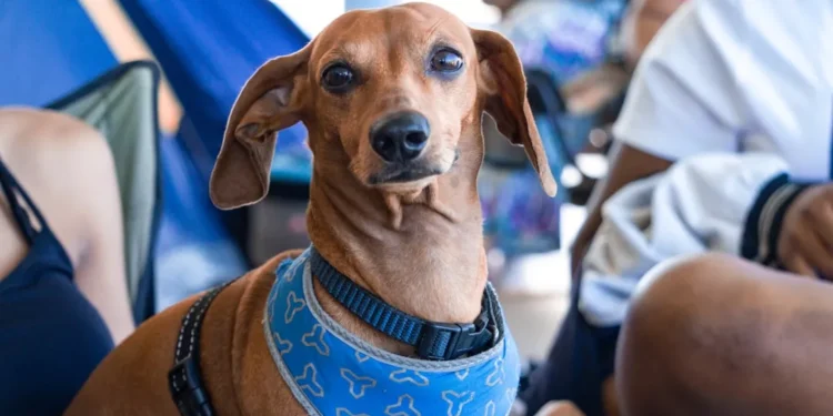 “Unveiling Salud: Mexico’s Hidden Gem Awaits Travelers”