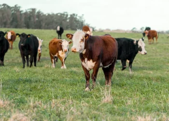 “The Importance of Resource Allocation in Society”