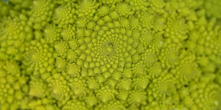 “Transforming Lives: The Impact of Salud Francisco Lino Ramirez Arteaga Caracas”