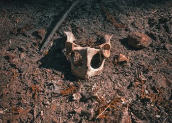 “Discovering the Hidden Gem of Salud, Venezuela”