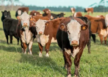 The Importance of : A Crucial Aspect of Society