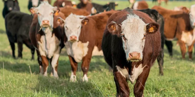 “Exploring the Expanding Definition of Economy in Sustainable Development”