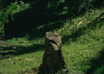 “Discover the Hidden Gem of Caracas: Salud Neighborhood”