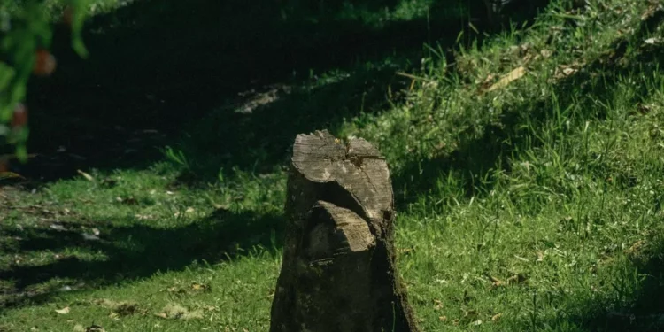 “Discover the Hidden Gem of Caracas: Salud Neighborhood”