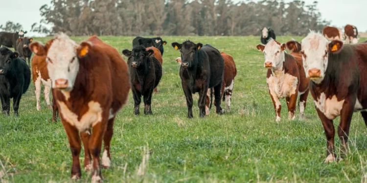 “Understanding Economía: The Key to National Progress and Success”