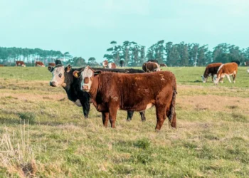 “The Impact of Economía on Our Daily Lives”