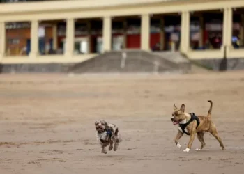 Full list of Welsh beaches where dogs are allowed again from October 1, 2024