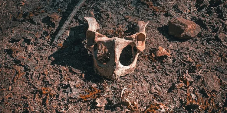 “Discovering the Hidden Gem of Salud: A Charming Town Experience”