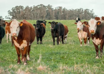 “Understanding : The Key to Our Daily Lives”