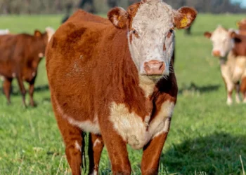 “The Vital Role of Economy in Our Lives”