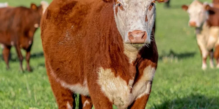 “The Vital Role of Economy in Our Lives”