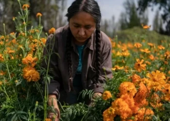 Mexico City’s floating gardens in peril