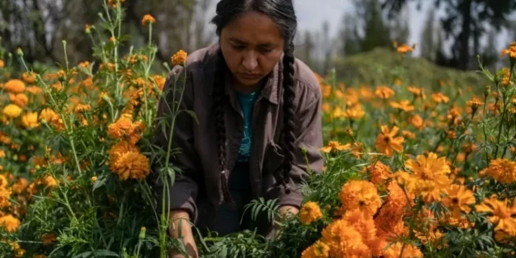 Mexico City’s floating gardens in peril