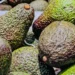 Anyone buying avocados in a supermarket has been warned over telltale signs