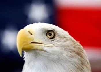 Biden signs bill officially making the bald eagle the national bird of the US 