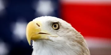 Biden signs bill officially making the bald eagle the national bird of the US 