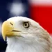 Biden signs bill officially making the bald eagle the national bird of the US