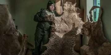 Mystical beliefs fuel Senegal’s illegal big cat trade