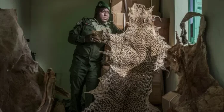 Mystical beliefs fuel Senegal’s illegal big cat trade