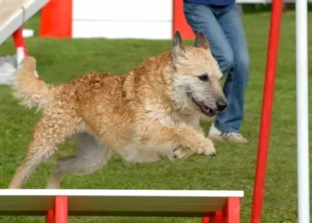 Dog breed at risk of becoming extinct forever with only 1,000 remaining worldwide