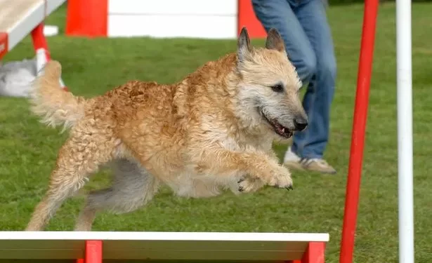 Dog breed at risk of becoming extinct forever with only 1,000 remaining worldwide