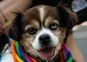 Exclusive — White Coat Waste: Trump’s NIH Cuts Grants for Transgender Experiments on Animals