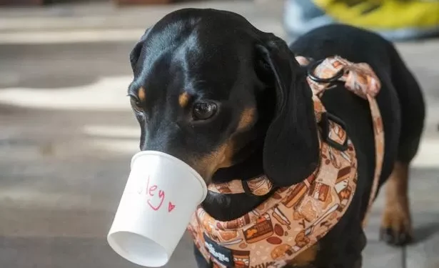 Cutest photos as dozens of dachshunds congregate for Welsh dog café