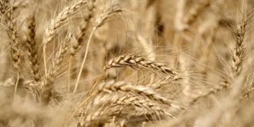 Wheat crop in good condition in all States, barring some districts in Rajasthan