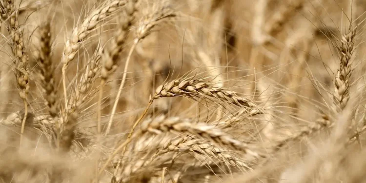 Wheat crop in good condition in all States, barring some districts in Rajasthan