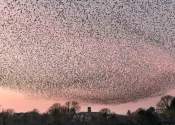 Incredible spectacle over Welsh island lures people from miles around with one nightmare for locals