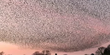 Incredible spectacle over Welsh island lures people from miles around with one nightmare for locals
