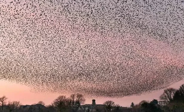 Incredible spectacle over Welsh island lures people from miles around with one nightmare for locals