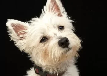 Unlicensed dog breeder made £100,000 selling puppies online