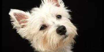 Unlicensed dog breeder made £100,000 selling puppies online