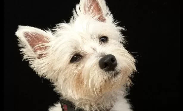 Unlicensed dog breeder made £100,000 selling puppies online