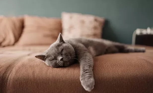 Does your cat really love you? Take this quiz to find out