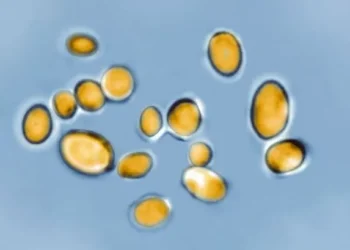 Public Health Wales monitoring Welsh hospitals as rarely-detected infection rises in England