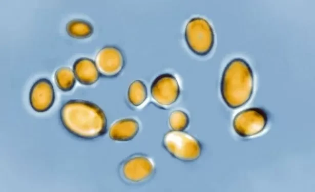 Public Health Wales monitoring Welsh hospitals as rarely-detected infection rises in England