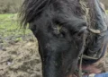 Horse found with hole in his head had to be put down as he was in ‘such poor condition’