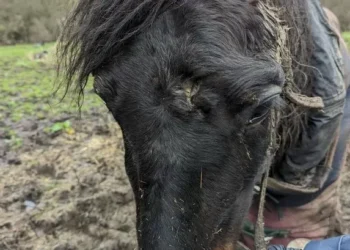 Horse found with hole in his head had to be put down as he was in ‘such poor condition’