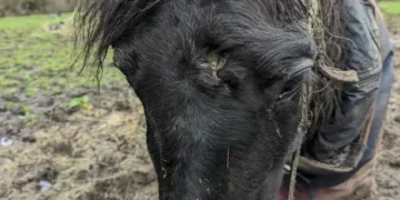 Horse found with hole in his head had to be put down as he was in ‘such poor condition’