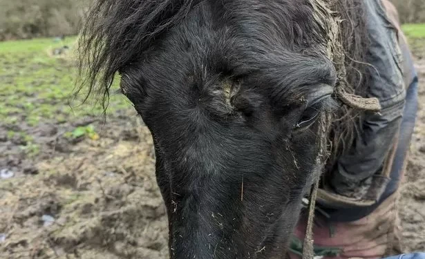 Horse found with hole in his head had to be put down as he was in ‘such poor condition’