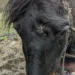 Horse found with hole in his head had to be put down as he was in ‘such poor condition’
