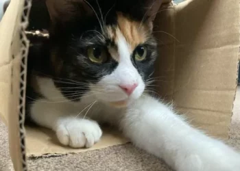 Cat returns home with block of poison as owner issues urgent warning