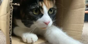 Cat returns home with block of poison as owner issues urgent warning