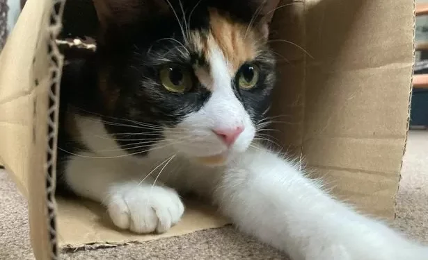 Cat returns home with block of poison as owner issues urgent warning